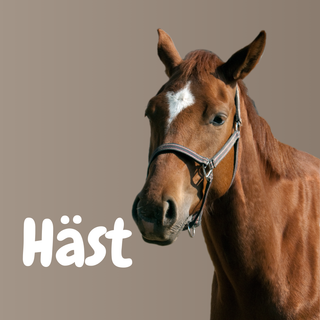 Häst