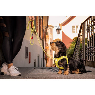 Curli Väst Hundsele Clasp Air-Mesh Light Tan