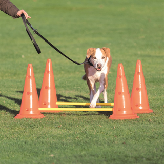 Dog Activity Hinderset 2 hinder, ø30×50cm, 100cm, orange & gul