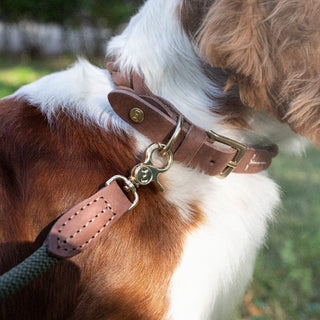 Stockholm Hundhalsband Hazel