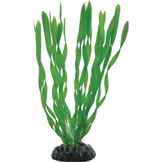 Vallisneria