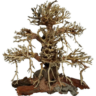 Trädrötter, gammal bonsai