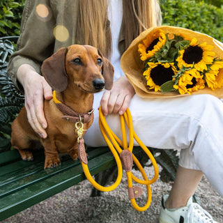 Torekov Hundhalsband Sunflower Yellow