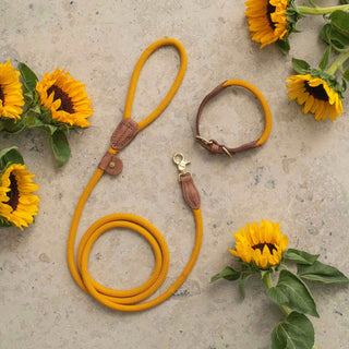 Torekov Hundhalsband Sunflower Yellow