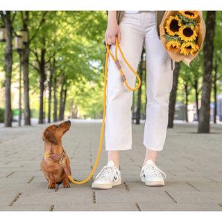 Torekov Hundhalsband Sunflower Yellow